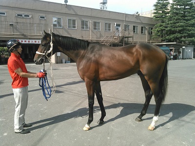 佐野厩舎ブログ » 2015 HBAトレーニングセール