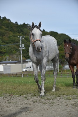 アイスカチャン号