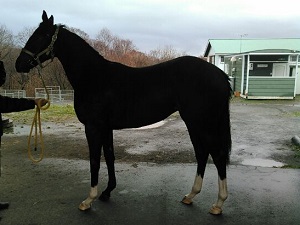 メイショウボーラー牝馬